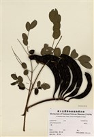 藏品(海紅豆)的圖片